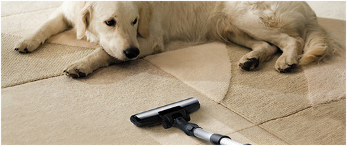 Pets Can Spoil Your Most Expensive And Valuable Carpets