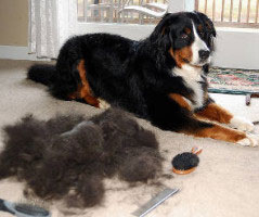 Pet hair Removal from carpet