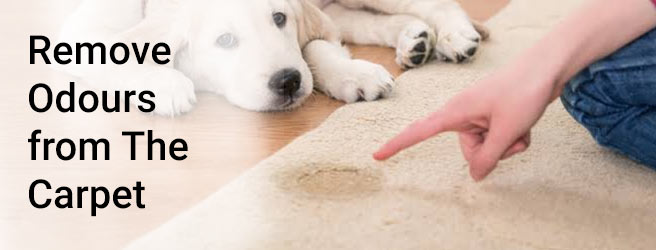Remove Odours from The Carpet